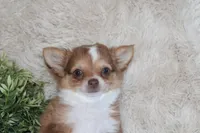 Franklin, a male Chihuahua for sale in Arbela, MO – 6 of 8