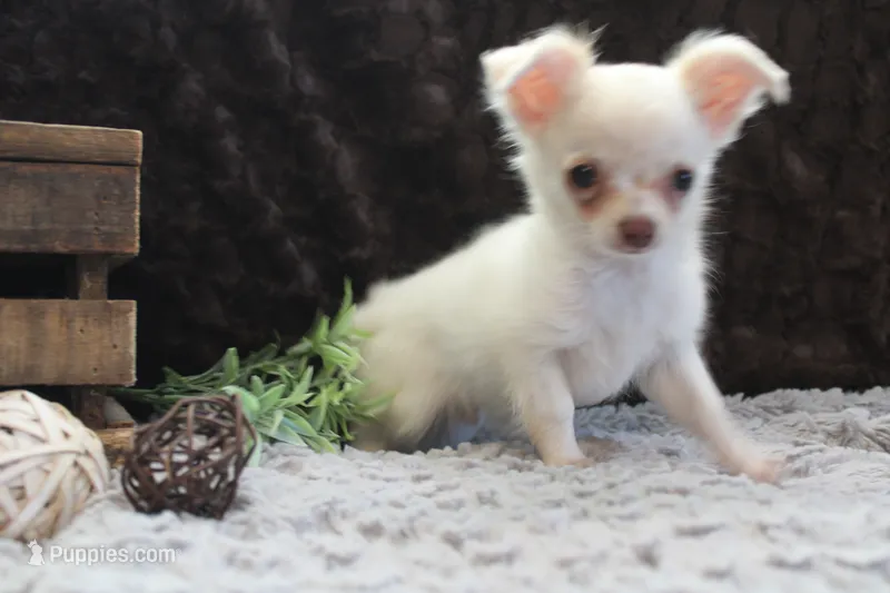 Evie – Chihuahua puppy for sale in Arbela, MO