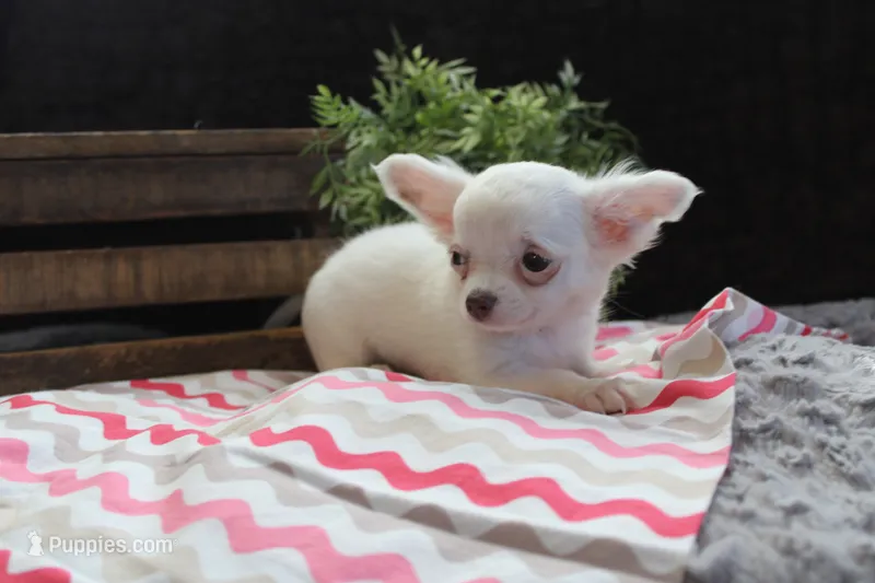 Effie – Chihuahua puppy for sale in Arbela, MO