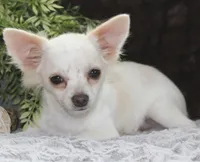 DOVER, a male Chihuahua for sale in Arbela, MO – 2 of 8
