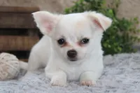 Denver, a male Chihuahua for sale in Arbela, MO – 3 of 7