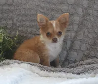 Franklin, a male Chihuahua for sale in Arbela, MO – 7 of 9