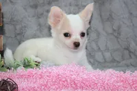 Callie, a female Chihuahua for sale in Arbela, MO – 9 of 10