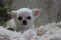 Cammie, a female Chihuahua for sale in Arbela, MO – 7 of 7