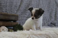 Essie , a female Chihuahua for sale in Arbela, MO – 7 of 10