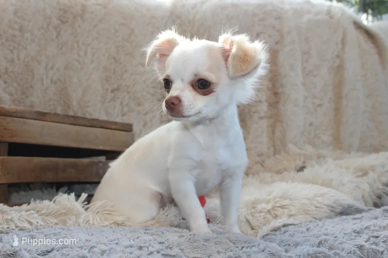 *AKC* LC  Creamy – Chihuahua puppy for sale in Arbela, MO