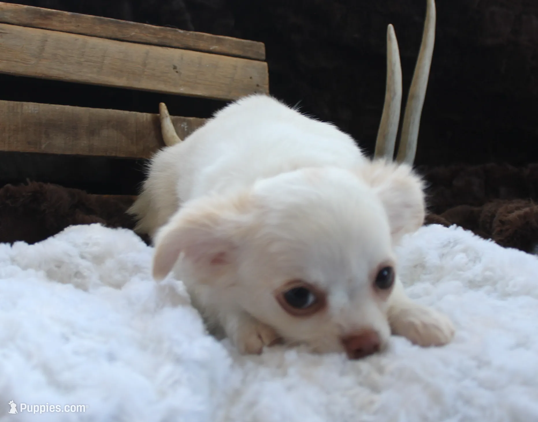 *AKC* LC  Creamy, a male Chihuahua for sale in Arbela, MO – Photo 2 of 7
