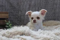 *AKC* LC  Creamy, a male Chihuahua for sale in Arbela, MO – Photo 2 of 7
