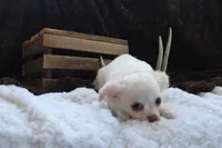 *AKC* LC  Creamy, a male Chihuahua for sale in Arbela, MO – Photo 6 of 7