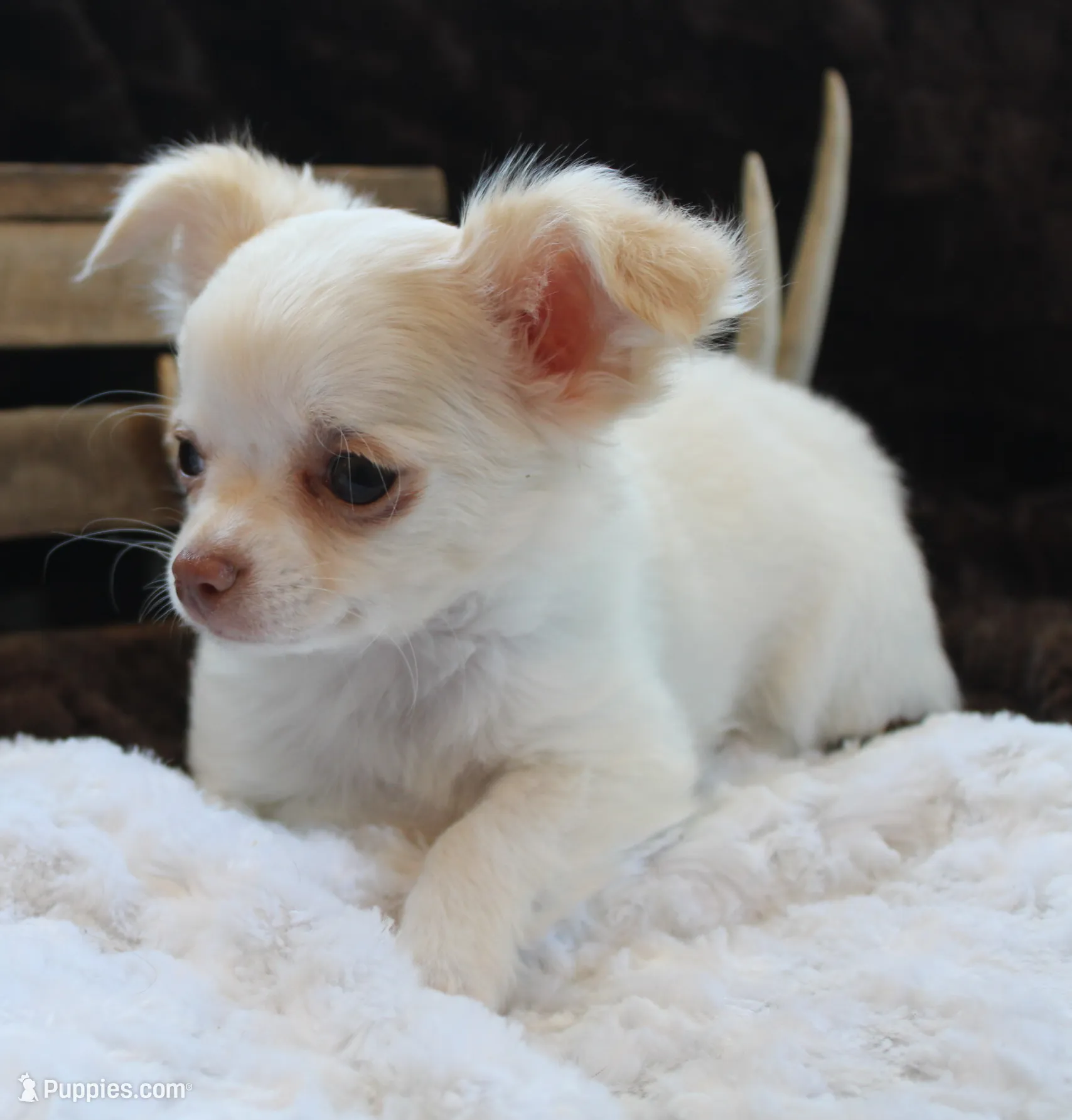 *AKC* LC  Creamy, a male Chihuahua for sale in Arbela, MO – Photo 3 of 7