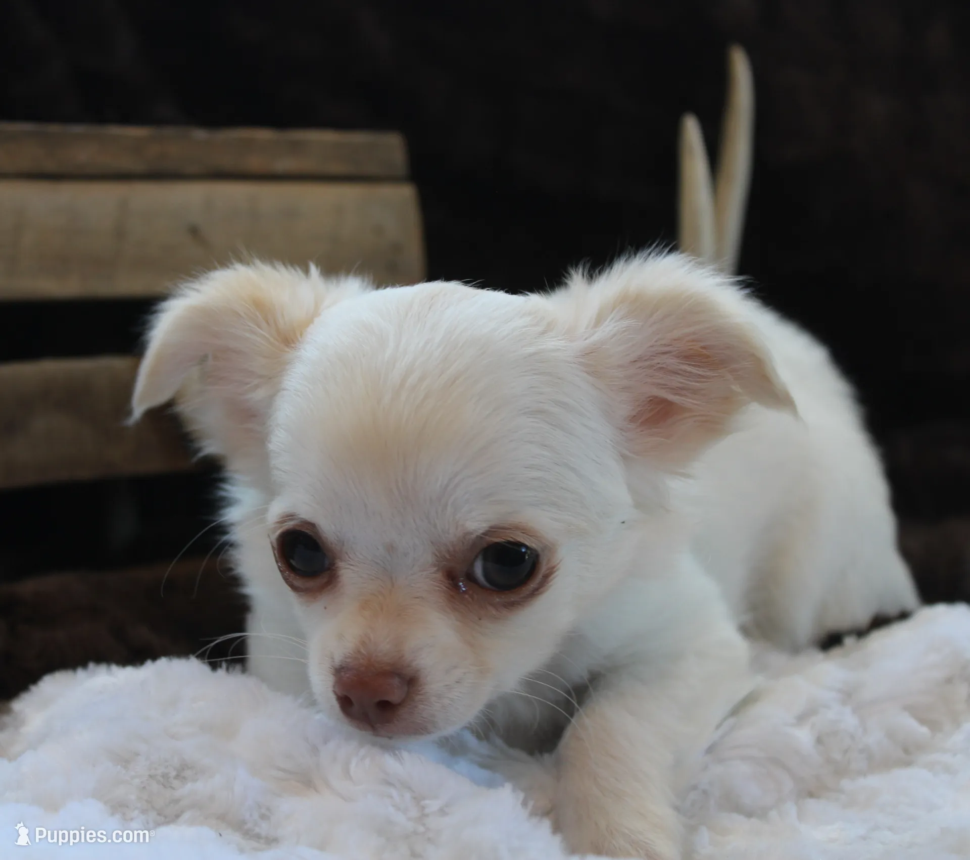 *AKC* LC  Creamy, a male Chihuahua for sale in Arbela, MO – Photo 7 of 7