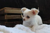 *AKC* LC  Creamy, a male Chihuahua for sale in Arbela, MO – Photo 5 of 7