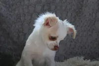 *AKC* LC  Creamy, a male Chihuahua for sale in Arbela, MO – Photo 6 of 7