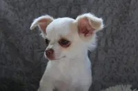 *AKC* LC  Creamy, a male Chihuahua for sale in Arbela, MO – Photo 5 of 7