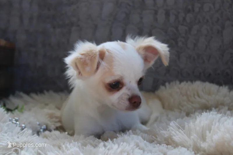 *AKC* LC  Creamy, a male Chihuahua for sale in Arbela, MO – Photo 1 of 7