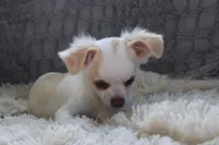 *AKC* LC  Creamy, a male Chihuahua for sale in Arbela, MO – Photo 3 of 7