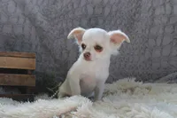 *AKC* LC  Creamy, a male Chihuahua for sale in Arbela, MO – Photo 4 of 7