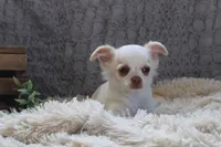 *AKC* LC  Creamy, a male Chihuahua for sale in Arbela, MO – Photo 7 of 7