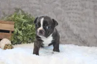 Gaven, a male Boston Terrier for sale in Arbela, MO – 3 of 8