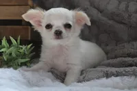 Alex, a male Chihuahua for sale in Arbela, MO – 7 of 10