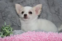 Callie, a female Chihuahua for sale in Arbela, MO – 2 of 10
