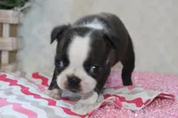 Giovanna, a female Boston Terrier for sale in Arbela, MO – 2 of 7