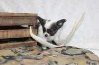 Evan, a male Chihuahua for sale in Arbela, MO – 4 of 9