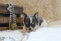 Cedric, a male Chihuahua for sale in Arbela, MO – 5 of 9