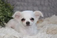 Alex, a male Chihuahua for sale in Arbela, MO – 3 of 7