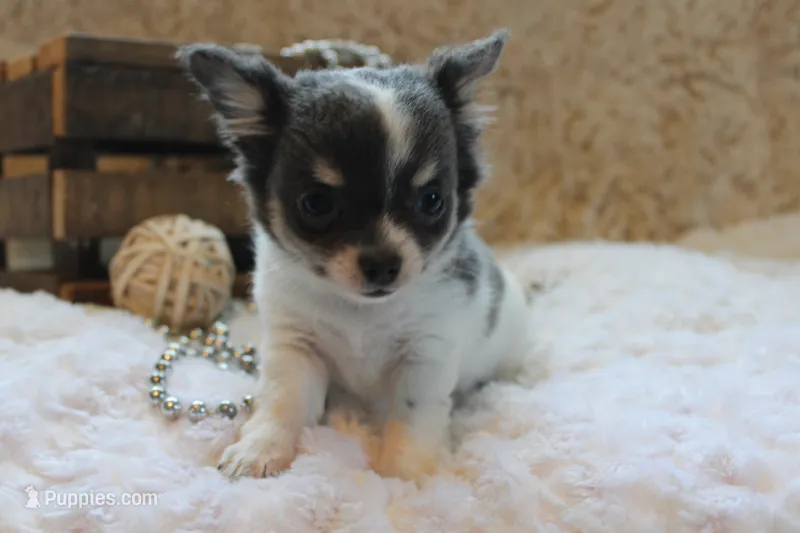 Cedric – Chihuahua puppy for sale in Arbela, MO
