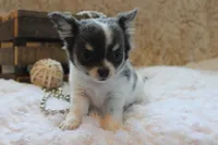Cedric, a male Chihuahua for sale in Arbela, MO – 1 of 9
