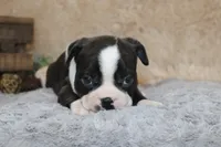 HOLLIS, a male Boston Terrier for sale in Arbela, MO – 6 of 8