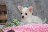 Callie, a female Chihuahua for sale in Arbela, MO – 7 of 10