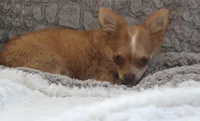 Franklin, a male Chihuahua for sale in Arbela, MO – 3 of 9