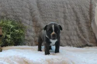 Gaven, a male Boston Terrier for sale in Arbela, MO – 6 of 8