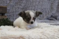 Essie , a female Chihuahua for sale in Arbela, MO – 9 of 10