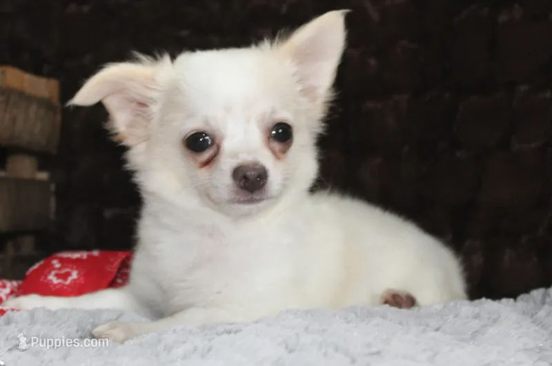 DOVER – Chihuahua puppy for sale in Arbela, MO