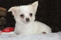 DOVER, a male Chihuahua for sale in Arbela, MO – 10 of 10