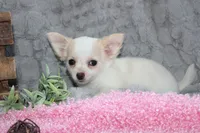 Callie, a female Chihuahua for sale in Arbela, MO – 6 of 10