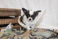 Evan, a male Chihuahua for sale in Arbela, MO – 3 of 9