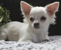 DOVER, a male Chihuahua for sale in Arbela, MO – 8 of 8