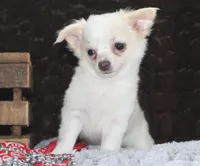 DOVER, a male Chihuahua for sale in Arbela, MO – 5 of 10