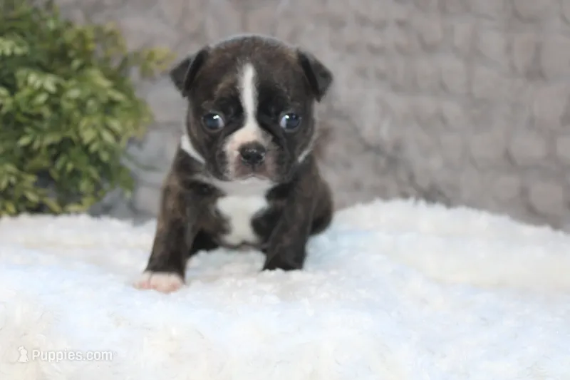 Gaven – Boston Terrier puppy for sale in Arbela, MO