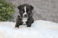 Gaven, a male Boston Terrier for sale in Arbela, MO – 1 of 8