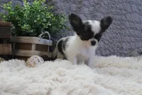Evan, a male Chihuahua for sale in Arbela, MO – 5 of 9