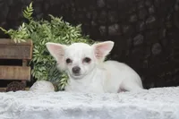 DOVER, a male Chihuahua for sale in Arbela, MO – 7 of 8