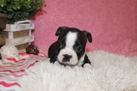 Helen, a female Boston Terrier for sale in Arbela, MO – 7 of 9