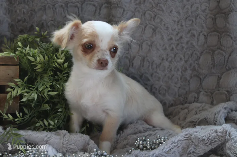 *AKC* LC Hudson – Chihuahua puppy for sale in Arbela, MO