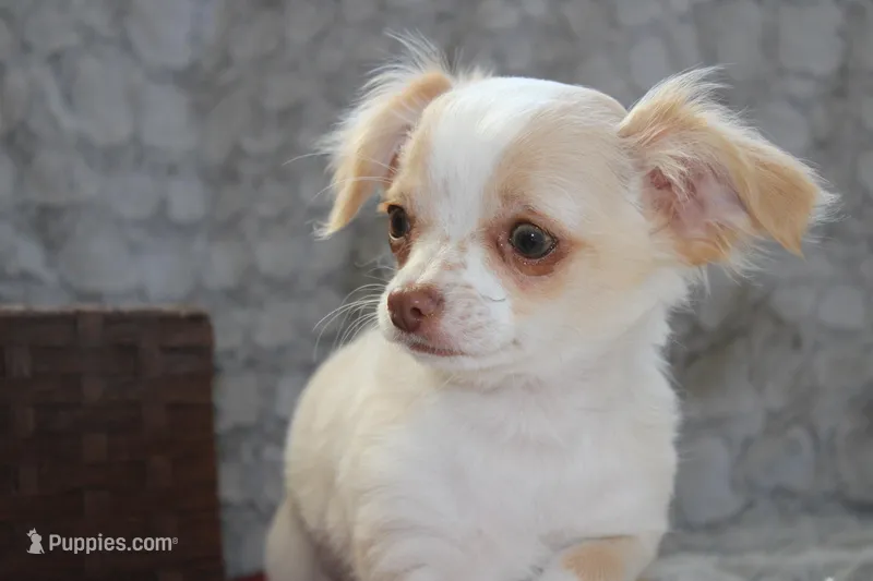 *AKC* LC Hudson – Chihuahua puppy for sale in Arbela, MO