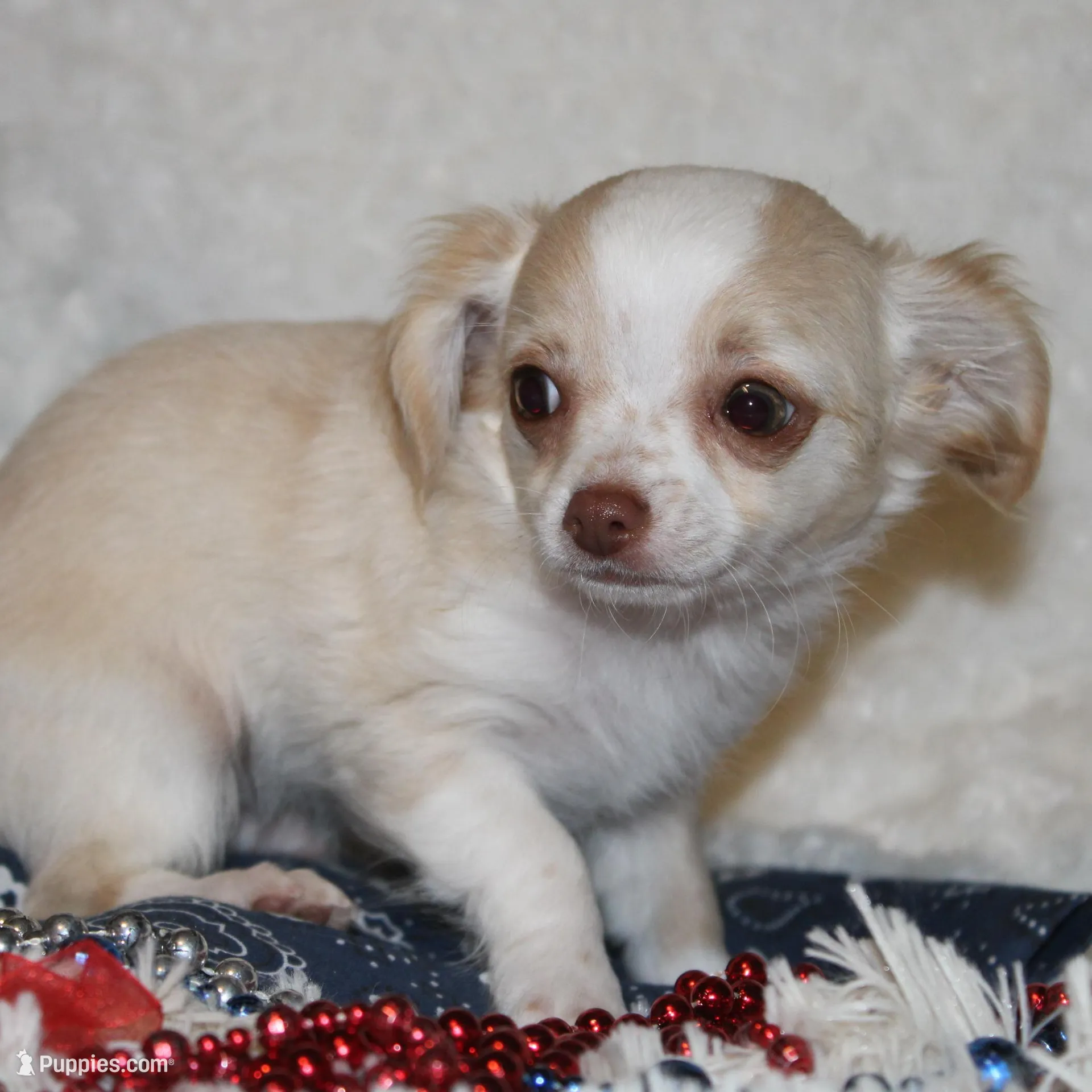 *AKC* LC Hudson, a female Chihuahua for sale in Arbela, MO – Photo 8 of 8